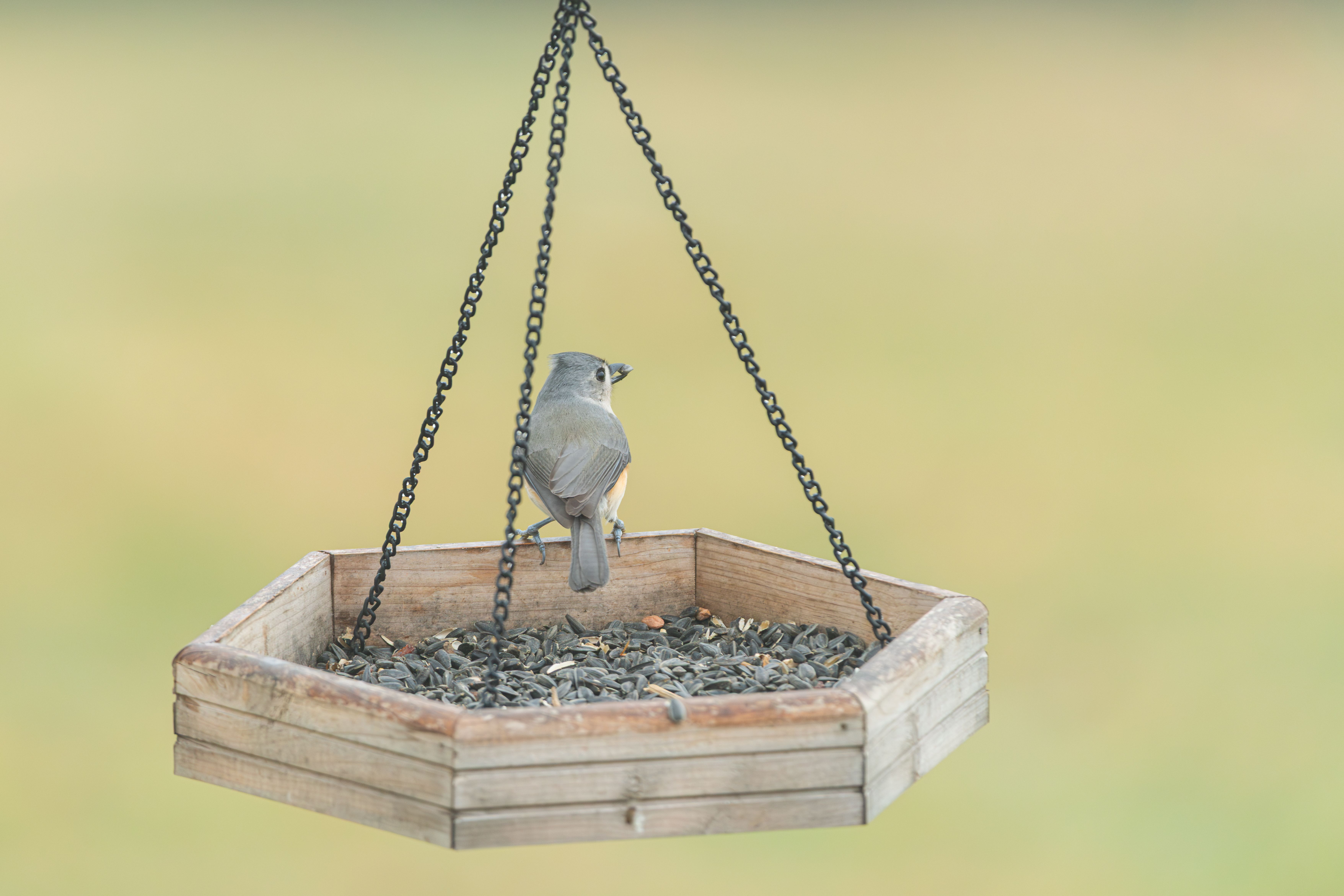 Tufted Titmouse perched on a hexagonal wooden bird feeder filled with seeds.