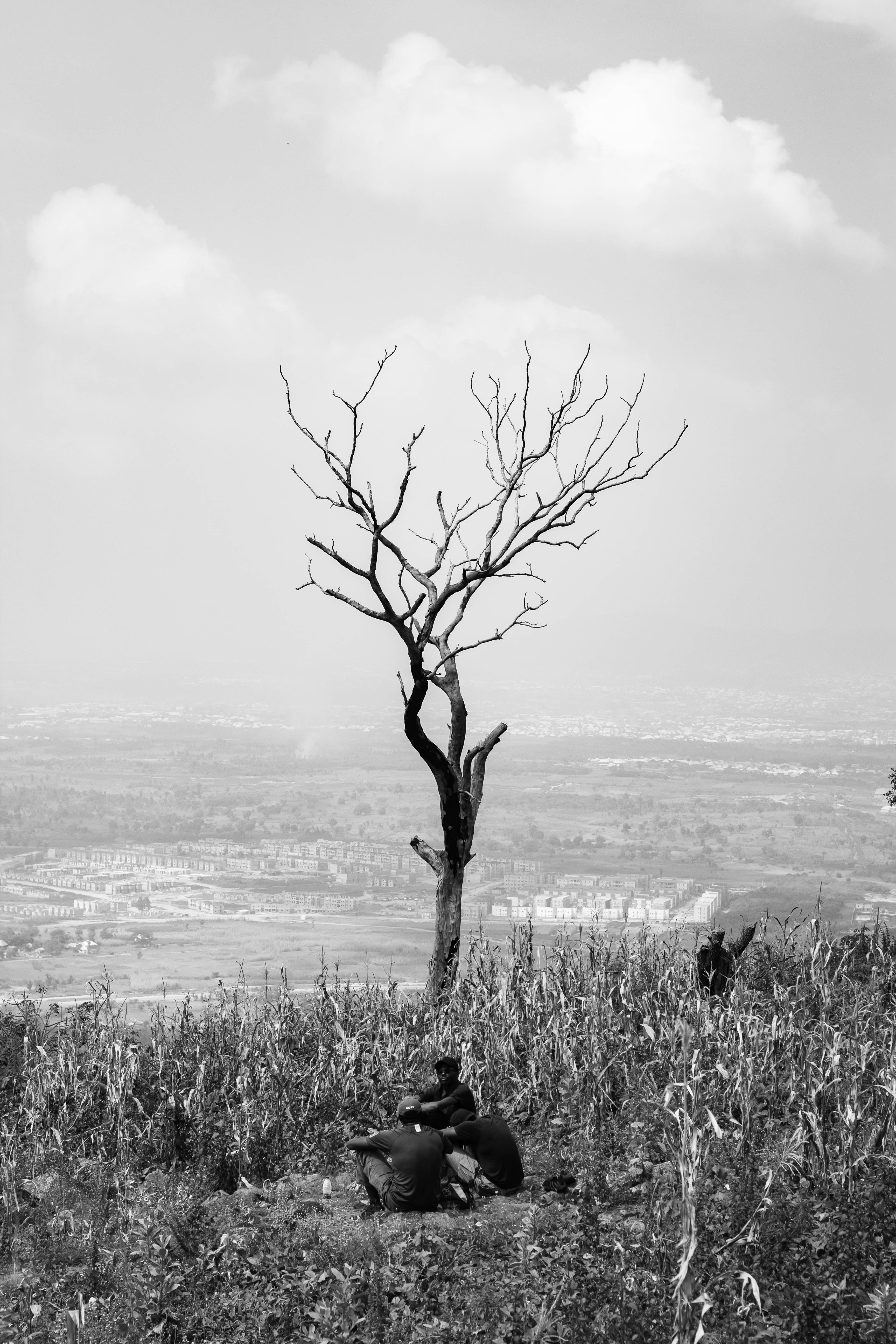 Black and White Tree on Hill Overlooking Valley · Free Stock Photo