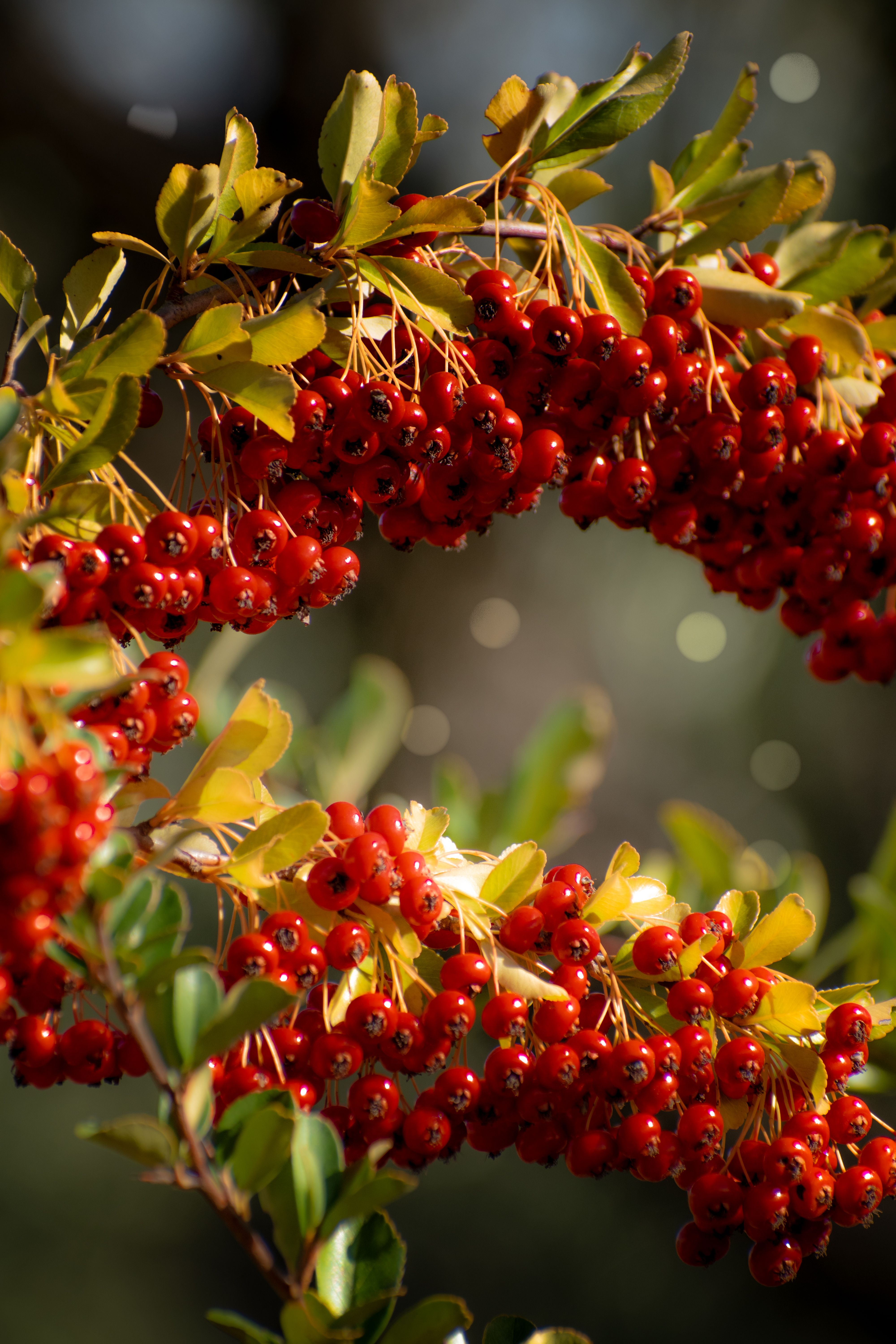 Vibrant Red Berries in a Sunny Autumn Scene · Free Stock Photo