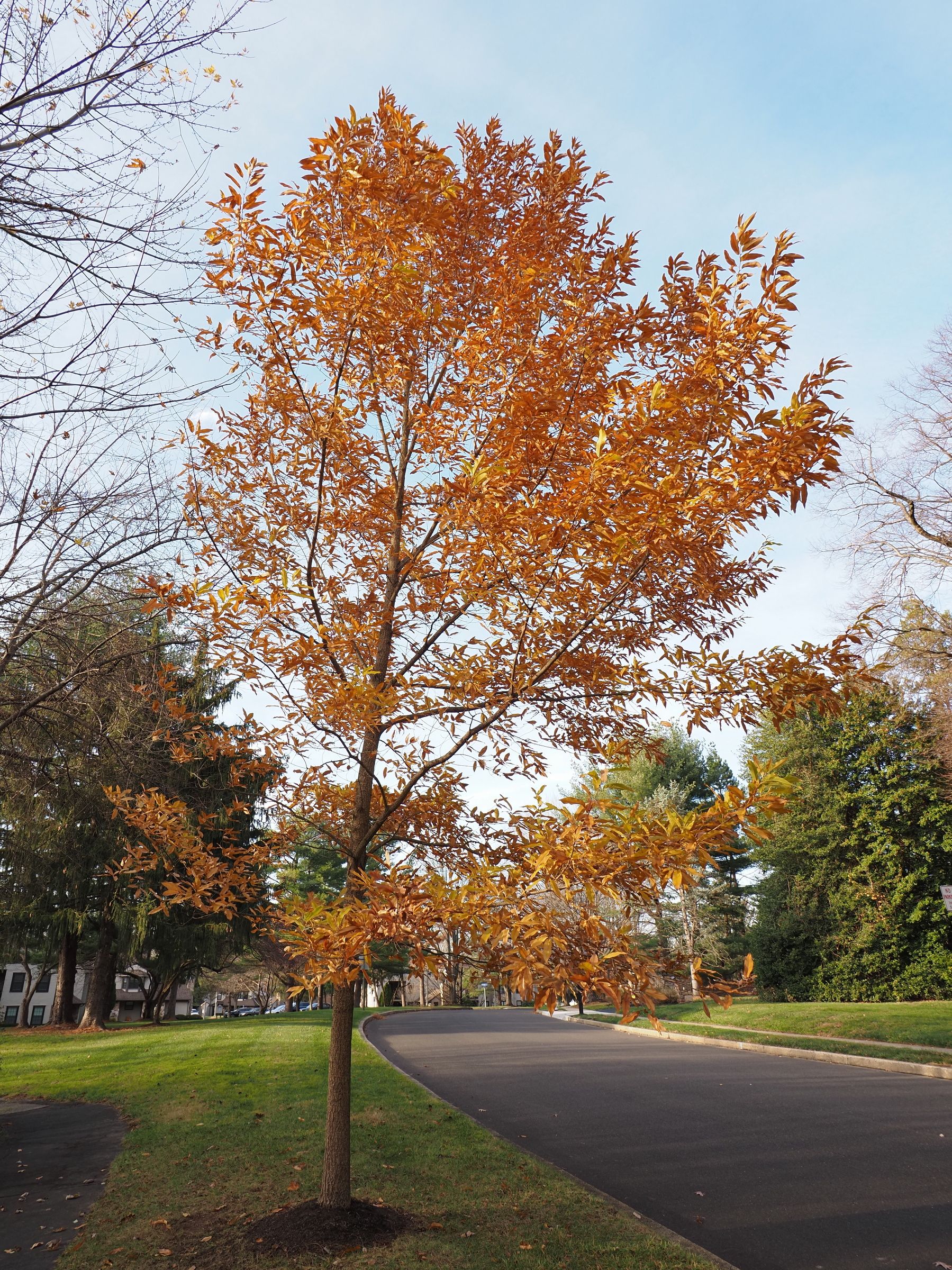 Autumn Oak Tree in Suburban Warrington, PA · Free Stock Photo