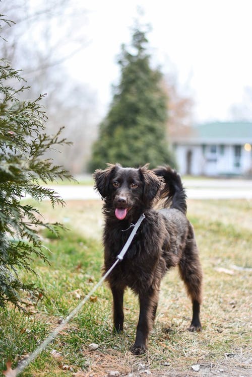 Photo De Chien Avec Laisse