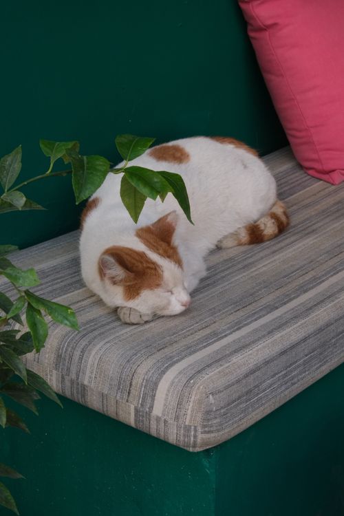 Free A relaxed cat with orange markings sleeping on a striped cushion indoors. Stock Photo