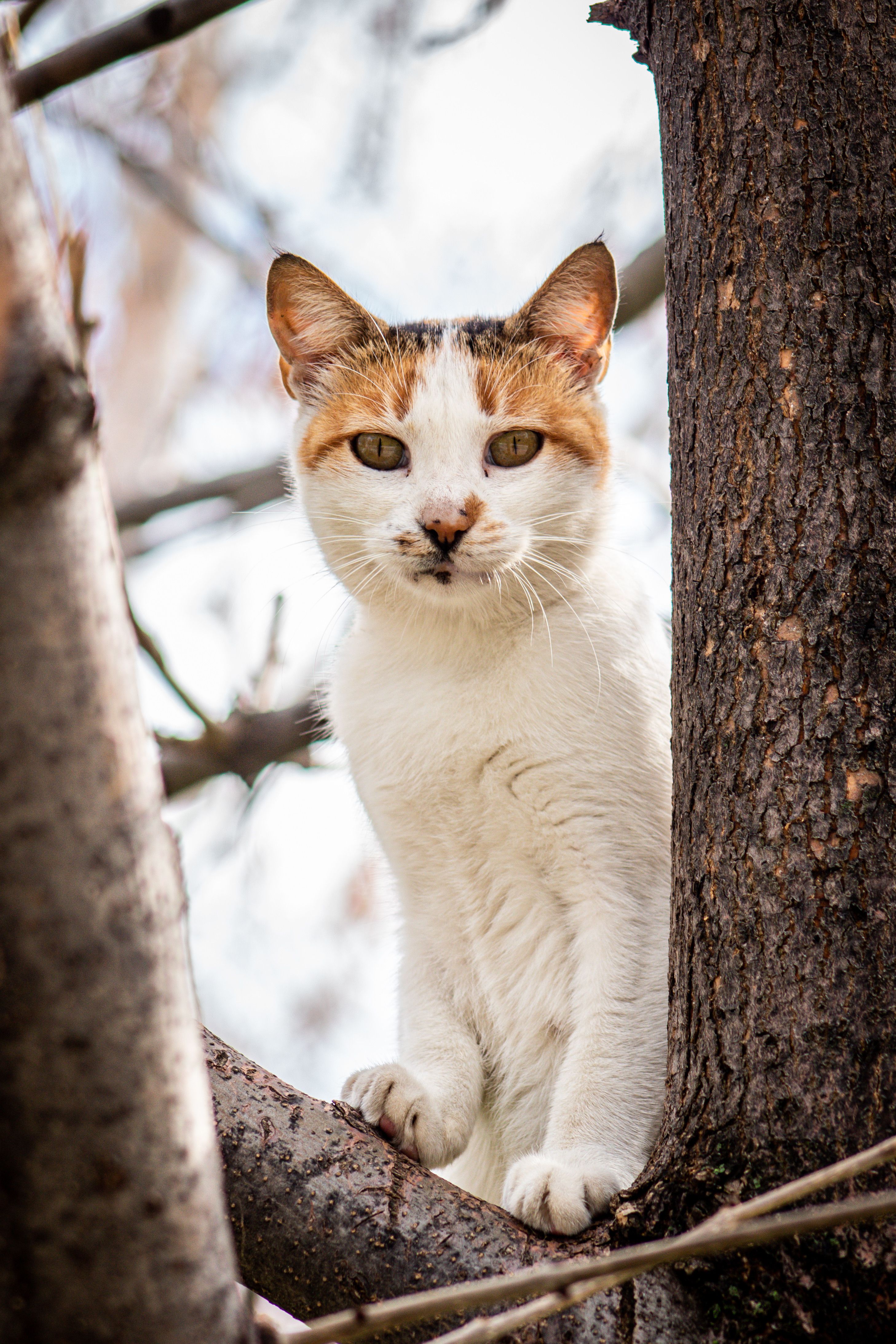 Orange Cat Sitting in Tree · Free Stock Photo