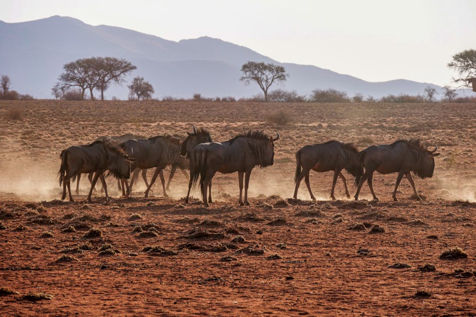 A group of wildebeest traverse the dusty savannah, set against a backdrop of distant mountains.