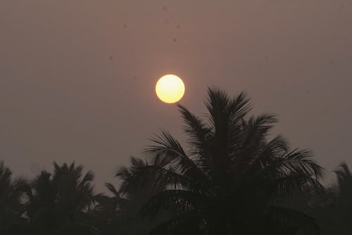 Free stock photo of beautiful sunrise, coconut tree, foggy landscape
