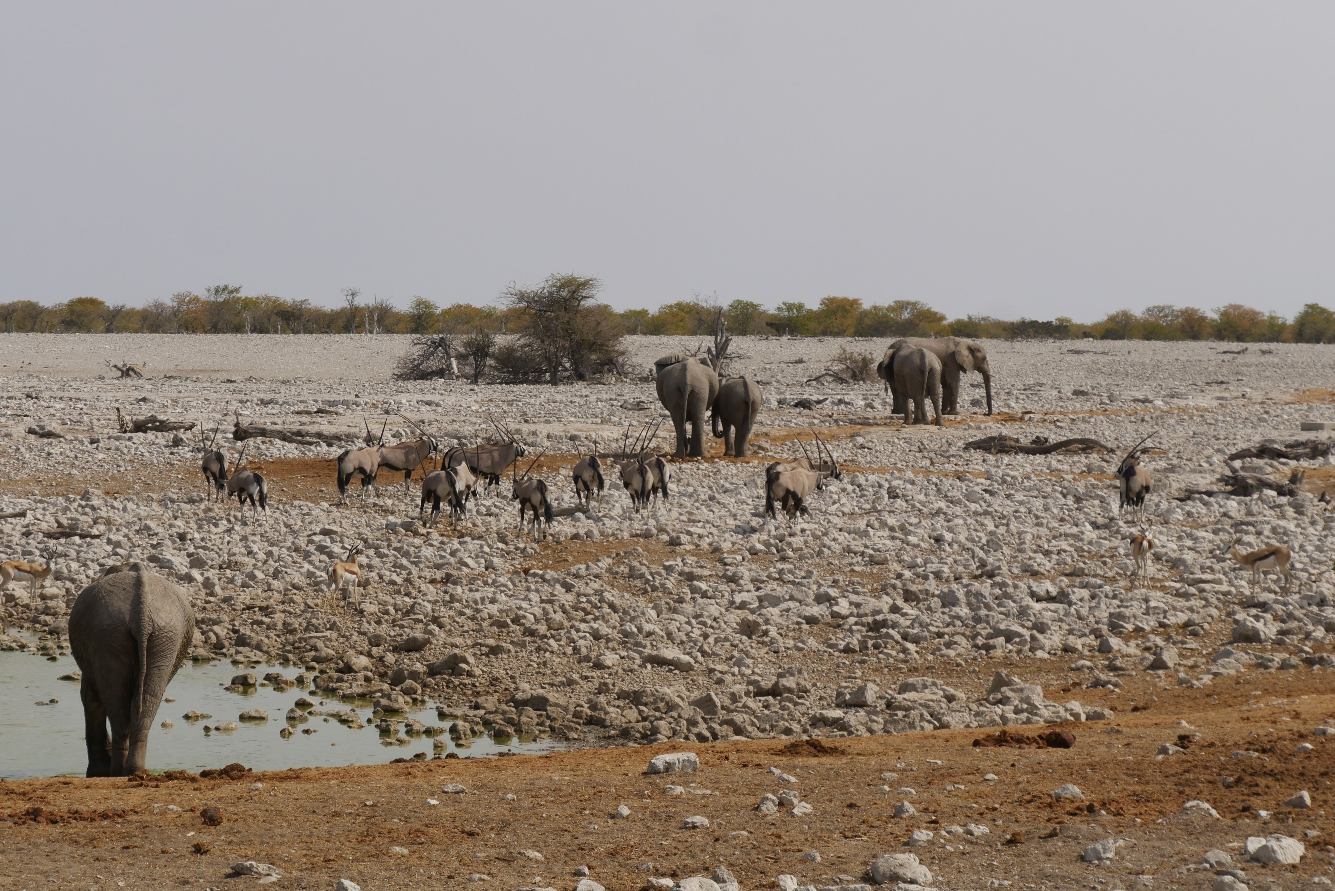 African elephants and gemsboks gather at a waterhole in a rocky savannah landscape.