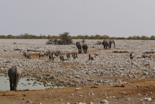 Free African elephants and gemsboks gather at a waterhole in a rocky savannah landscape. Stock Photo