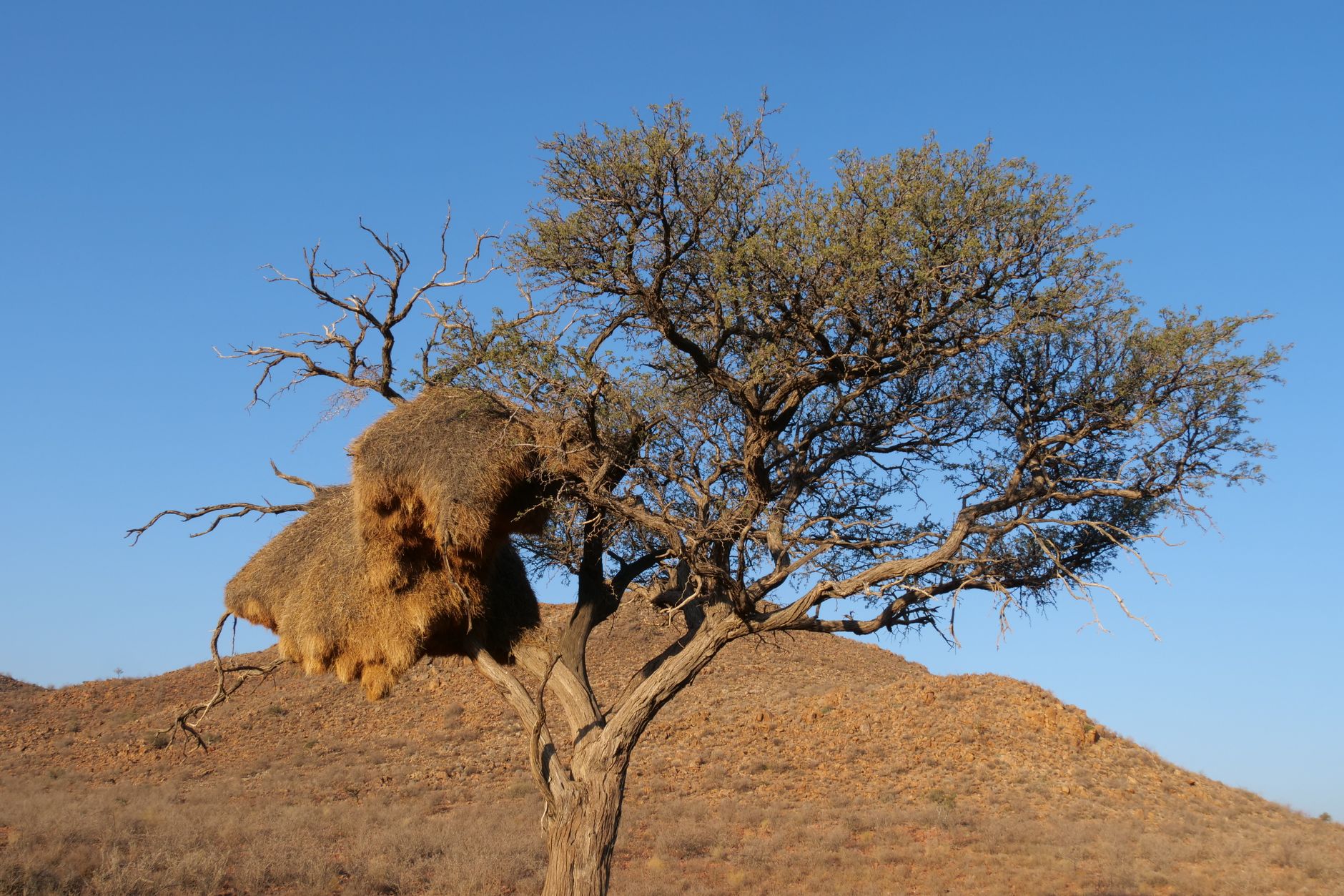 Kalahari Desert photo 6