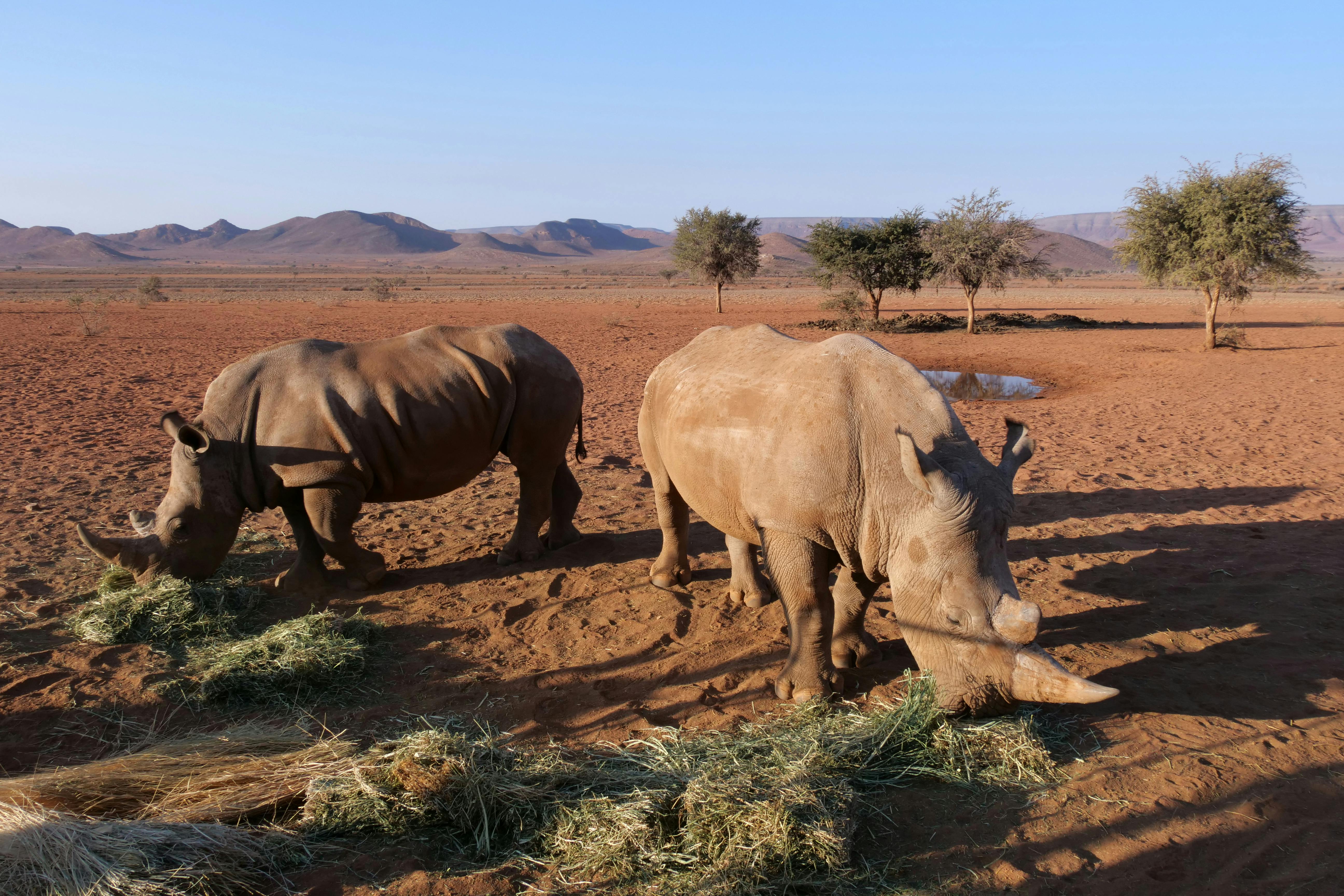 Deux rhinocéros noirs broutant paisiblement dans la savane du Parc National du Plateau du Waterberg, symbolisant les efforts de conservation en Namibie.