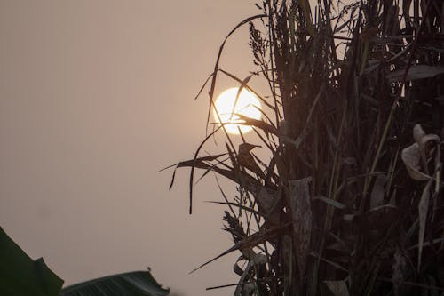 Free stock photo of meeting sunrise, morning light, morning sun