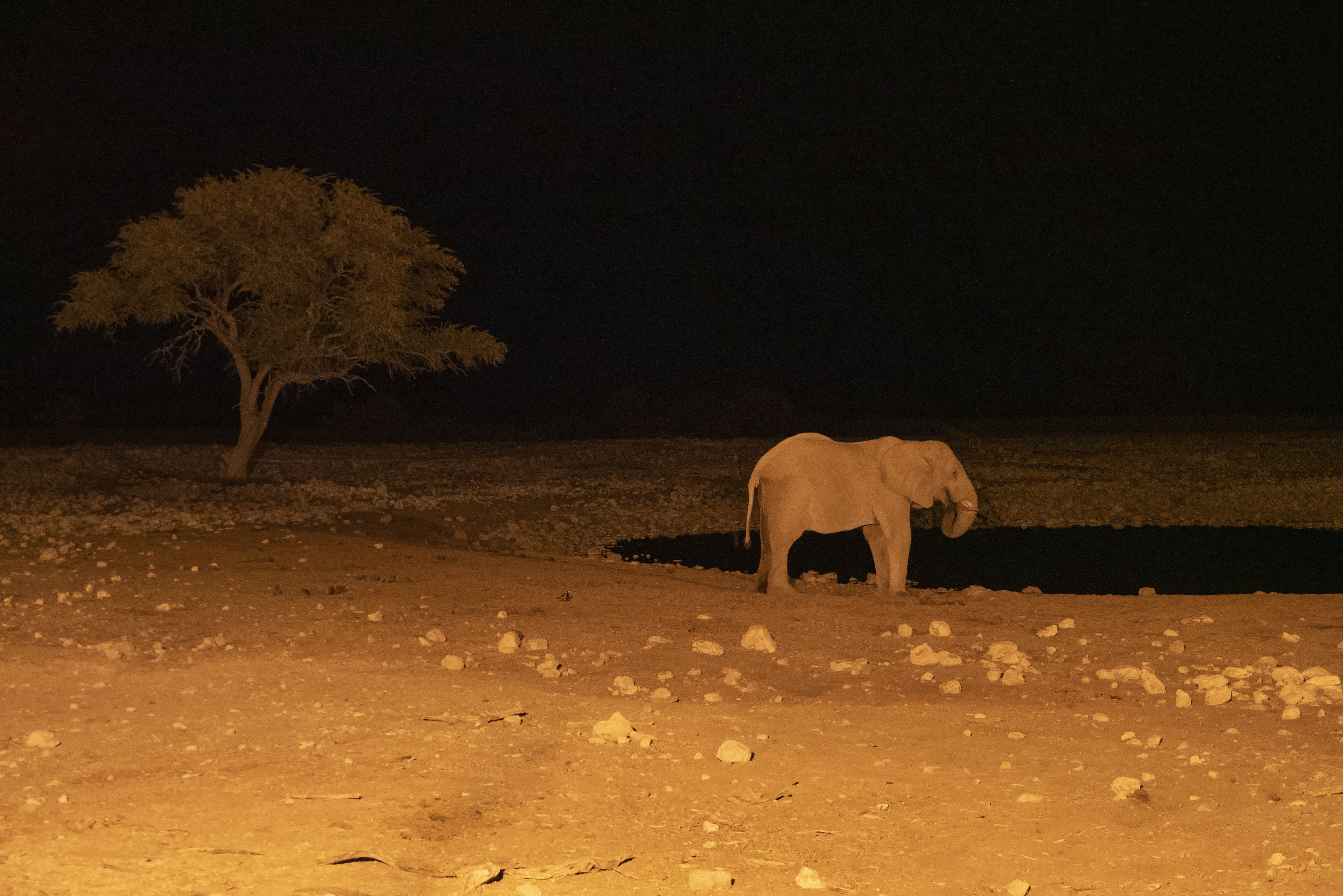 A lone African elephant stands by a waterhole at night in a serene desert landscape.