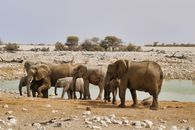 A family of African elephants drinking at a watering hole in Namibia's arid landscape.