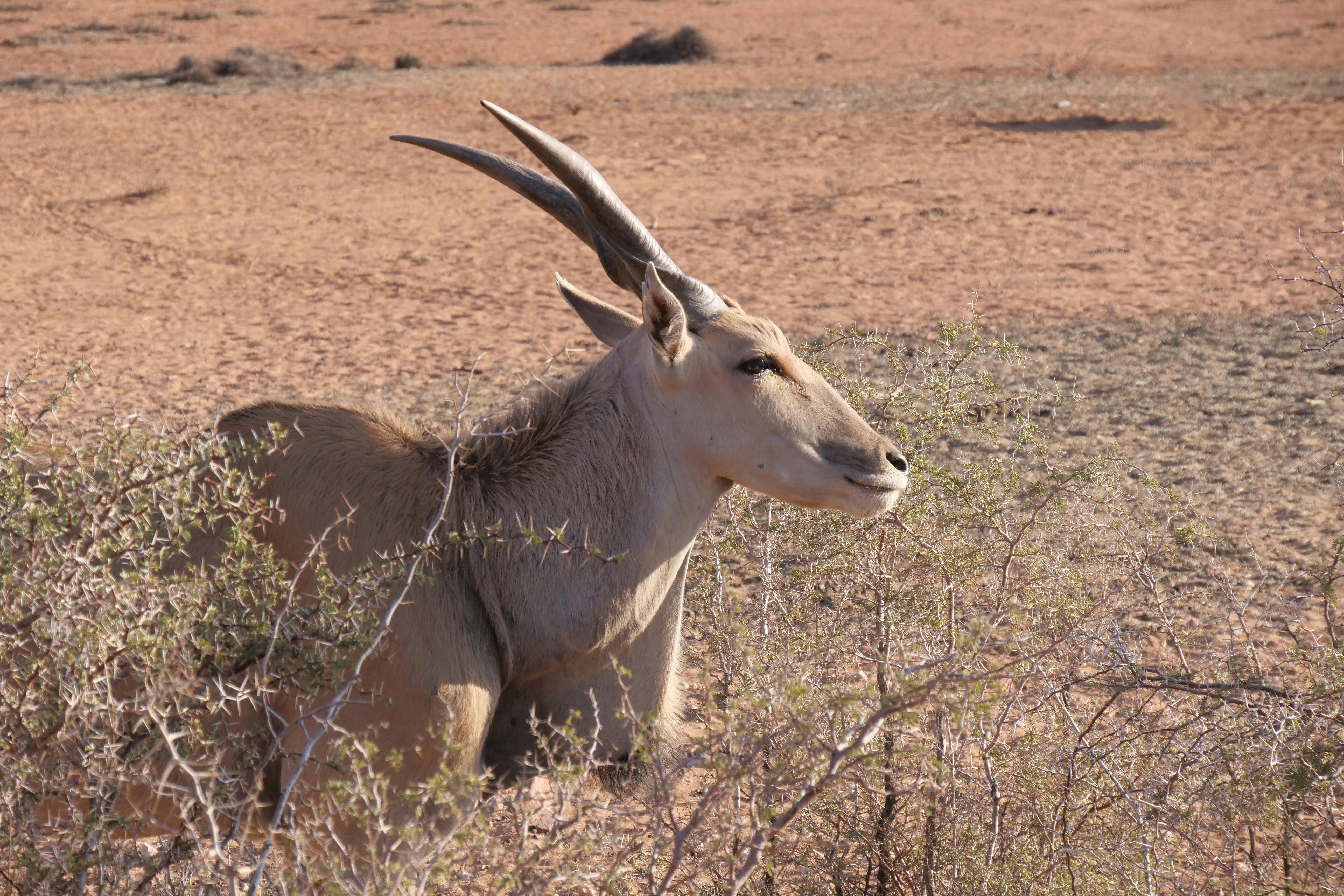 grátis Foto profissional grátis de África, animais selvagens, animal Foto profissional