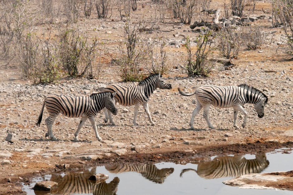 Zèbres au point d'eau en Namibie Trois zèbres s'abreuvent à un point d'eau dans le paysage sec d'un safari en Namibie, illustrant la diversité de la faune.