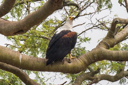 Free An African Fish Eagle rests on a tree branch, showcasing its majestic plumage. Stock Photo