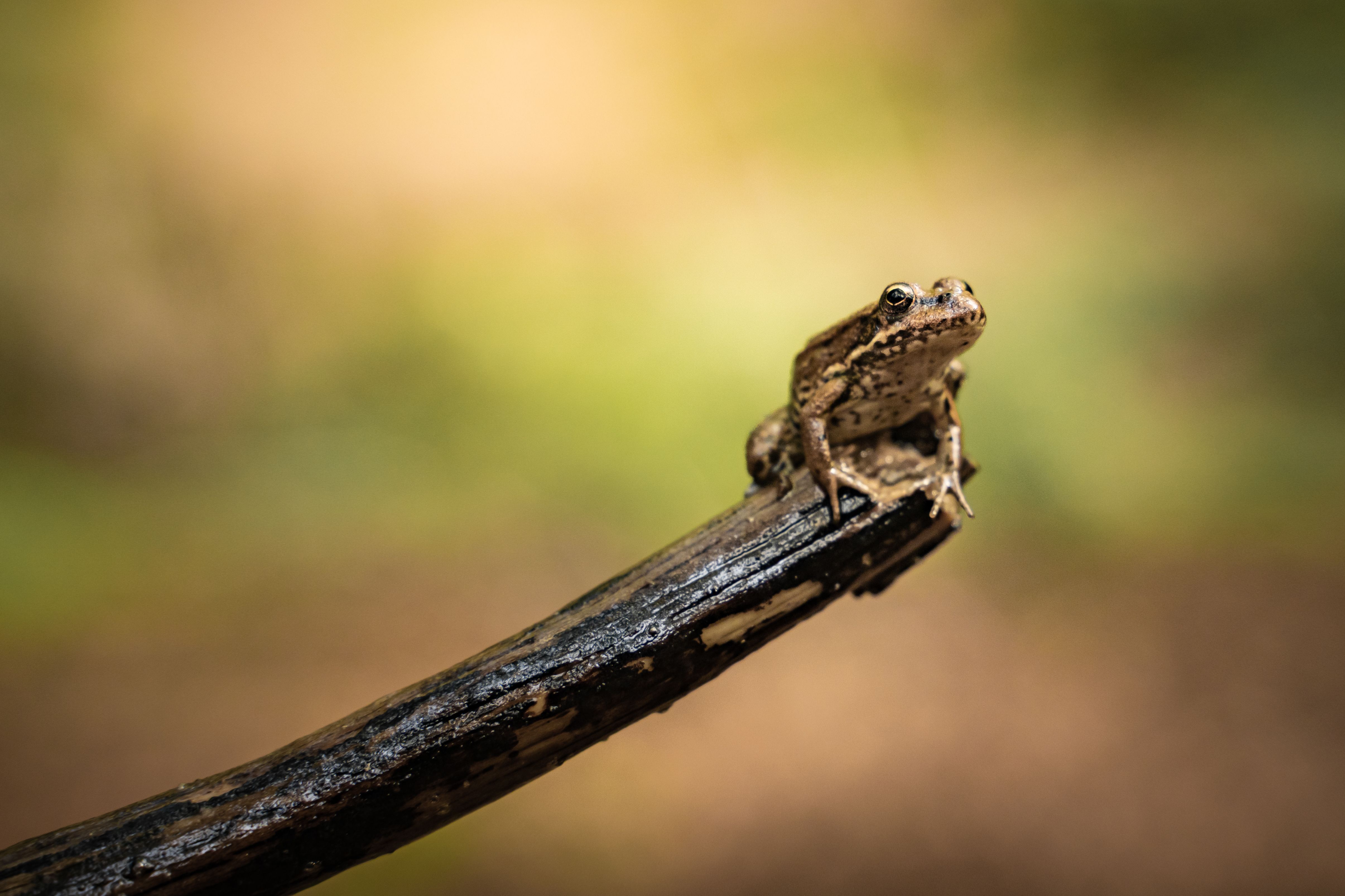 Close-up of a Frog on a Twig in Natural Habitat · Free Stock Photo