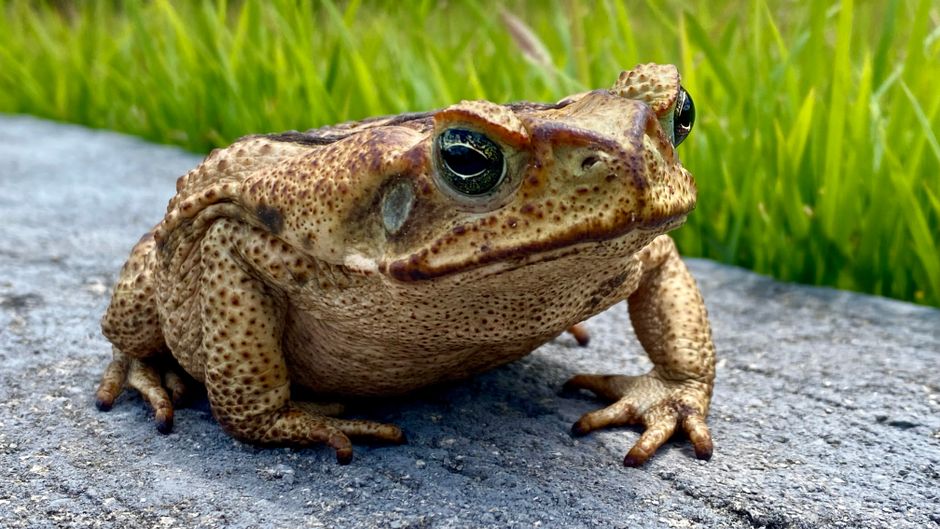 High-resolution image of a cane toad on a stone, highlighting its textured skin and green grassy background.