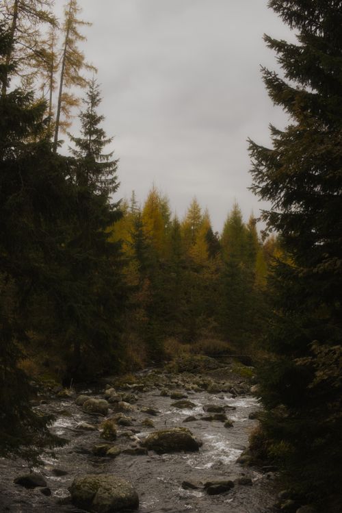 Free Tranquil mountain river flowing through Slovakia's High Tatras forest in autumn. Stock Photo