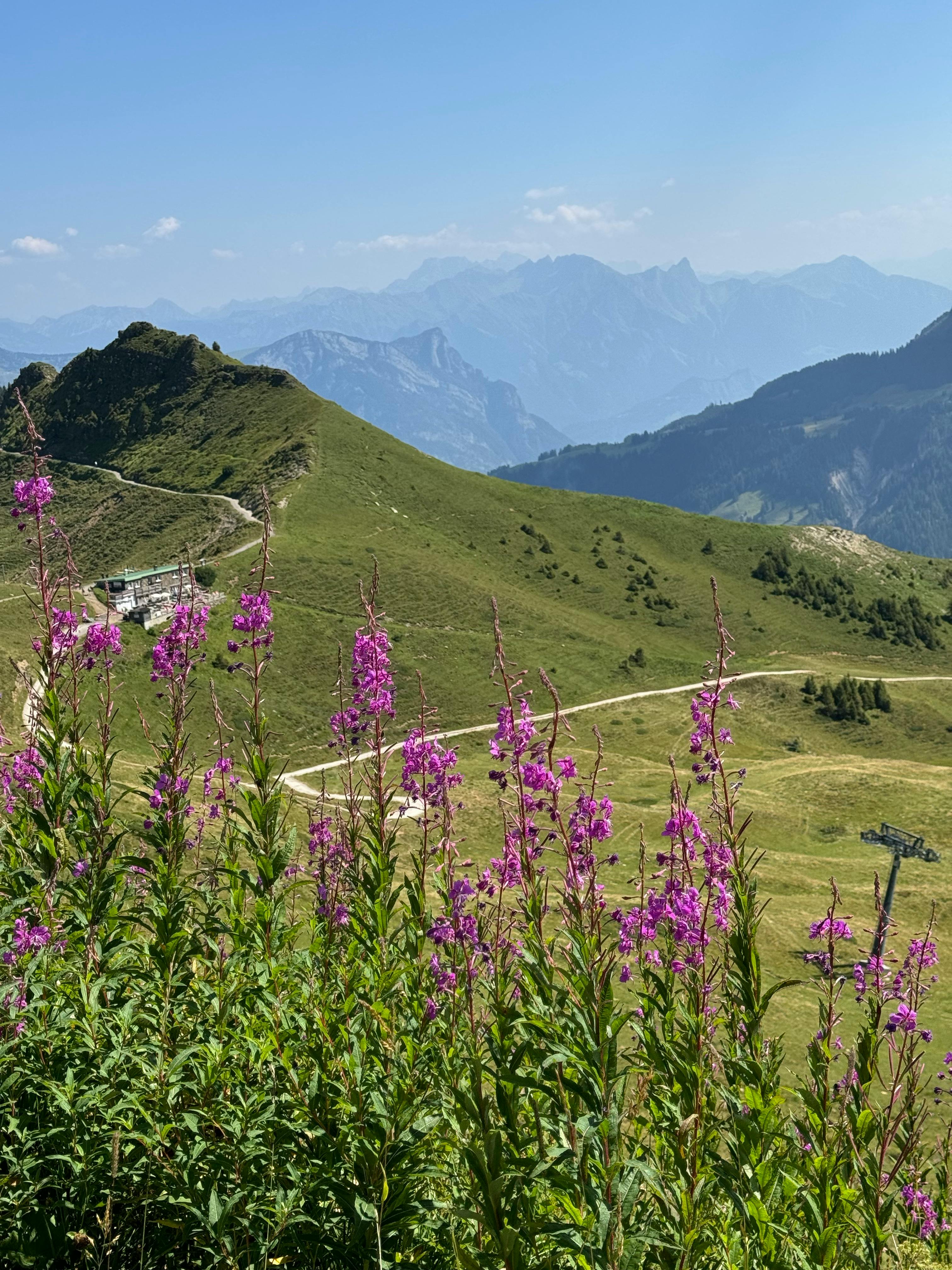 Alpine meadow hiking trail with hikers, clear blue sky