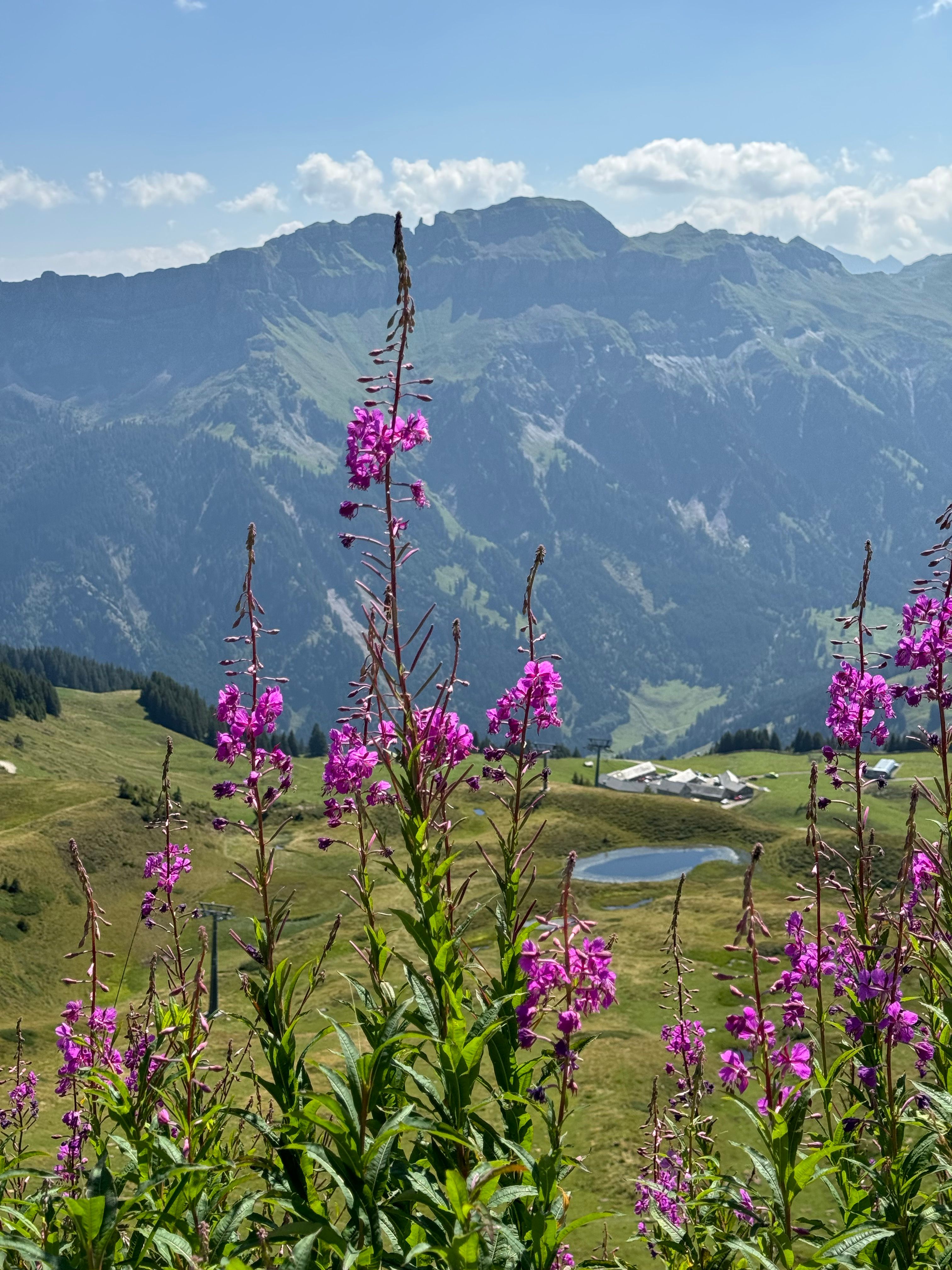 Alpine Flowers with Scenic Mountain View in Summer · Free Stock Photo