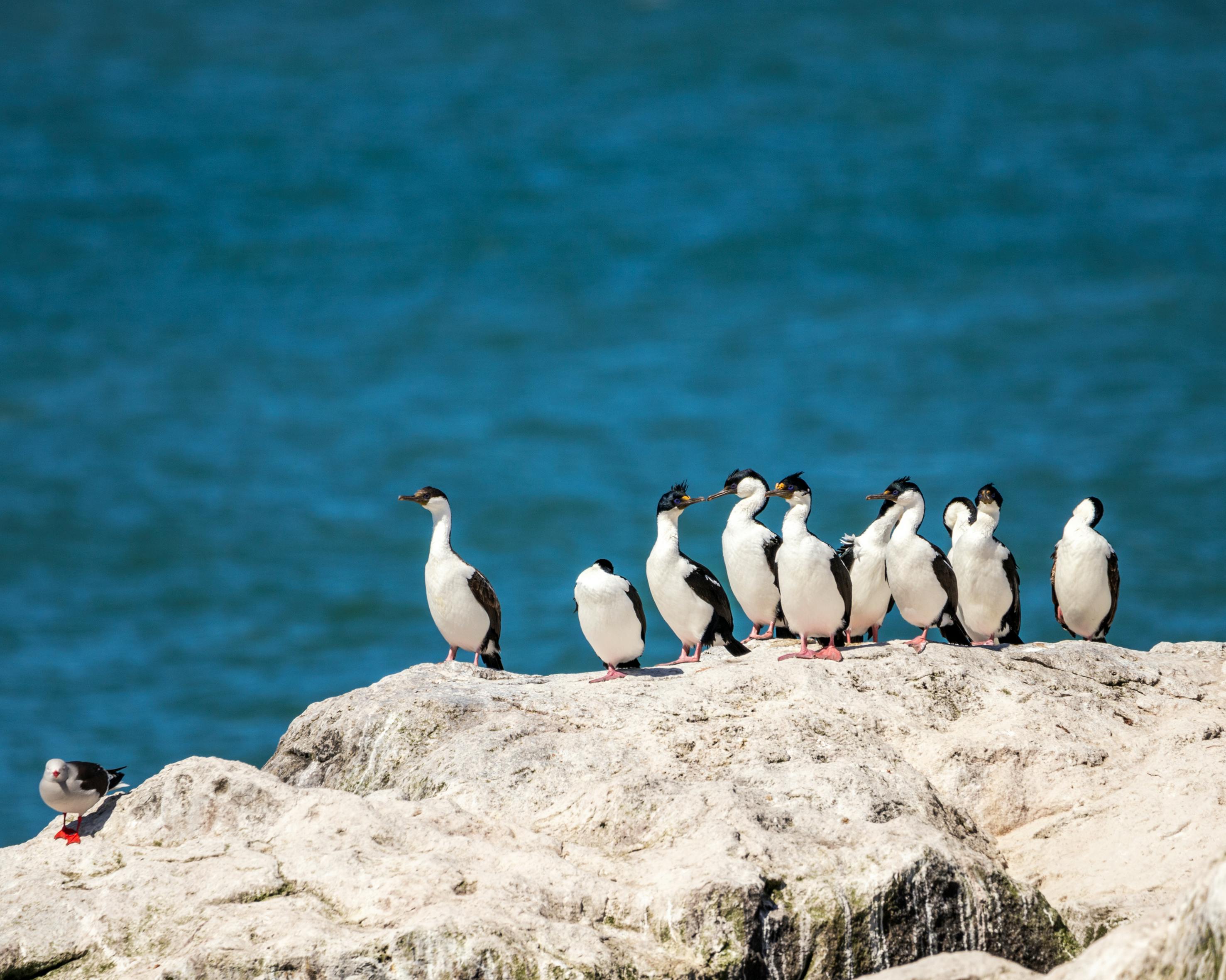 Imperial Cormorants perched on rocks by the ocean, enjoying a sunny day.