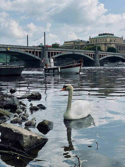 Free A peaceful swan family swimming in the river with Prague's historic bridge in the background. Stock Photo