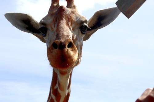 Foto profissional grátis de girafa