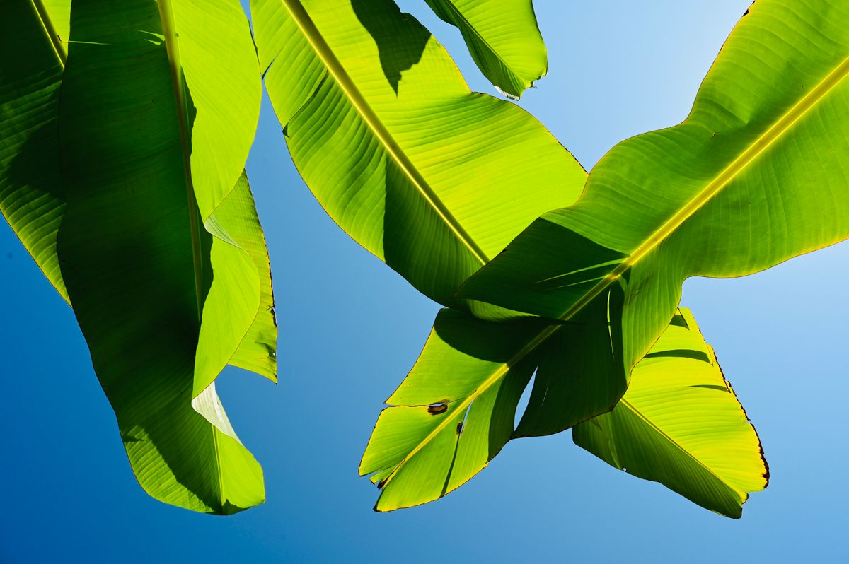 Green Banana Leaves Under Blue Sky and White Clouds · Free Stock Photo