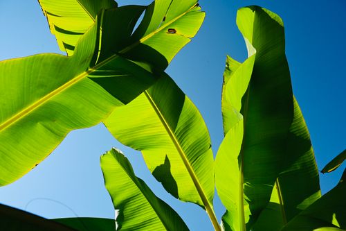 Free Bright green banana leaves contrasting with a clear blue sky under the sunlight. Stock Photo