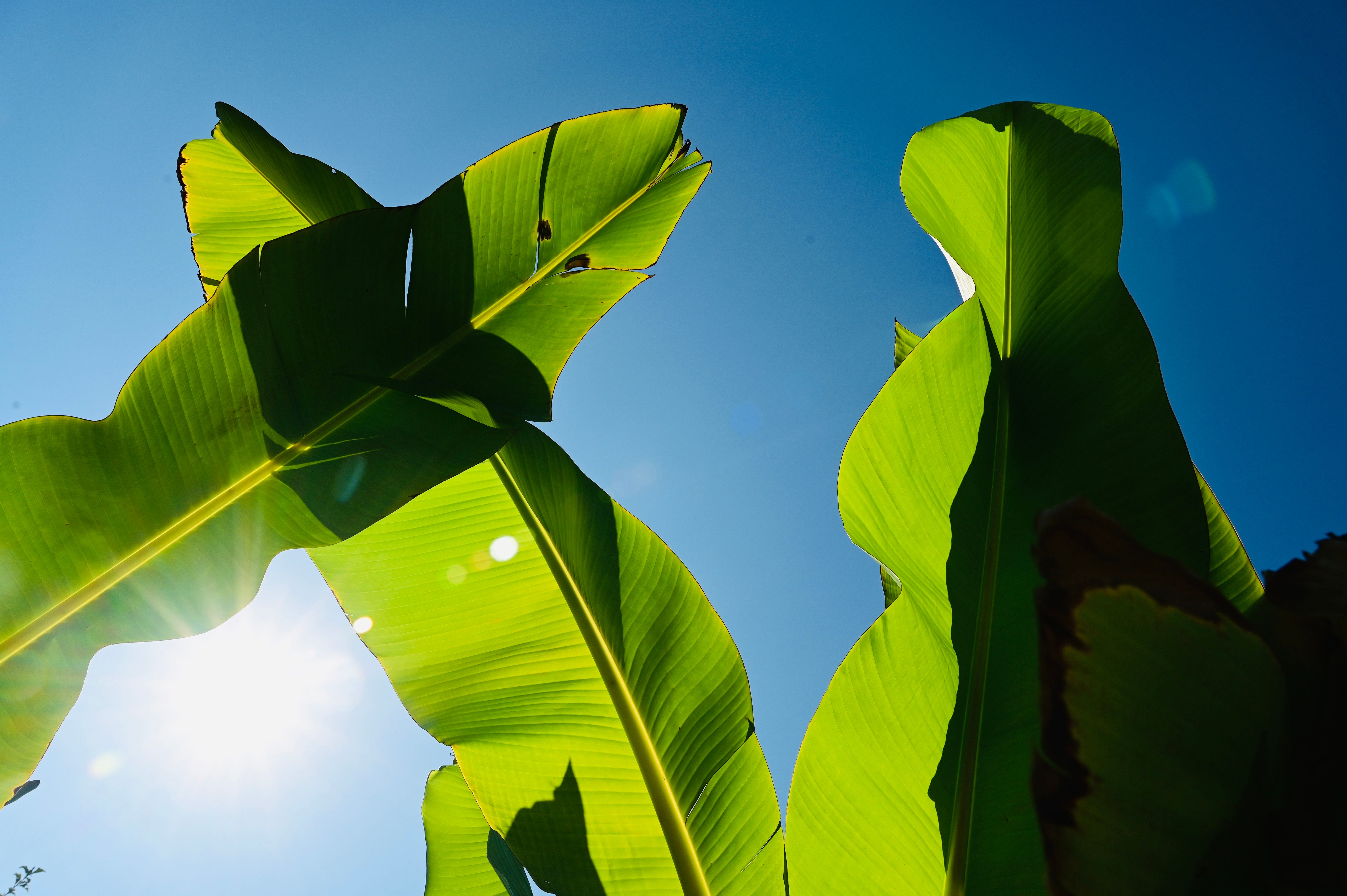 Rasmi+Rays Photos, Download The BEST Free Rasmi+Rays Stock Photos & HD ...