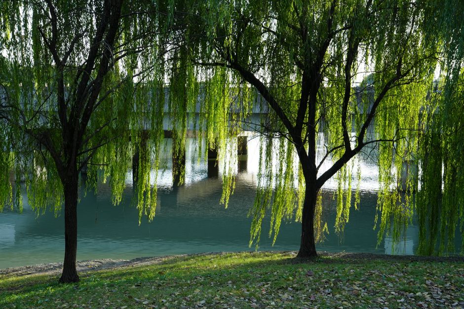Captivating willow trees by a river in a serene autumn landscape, capturing the essence of tranquility.