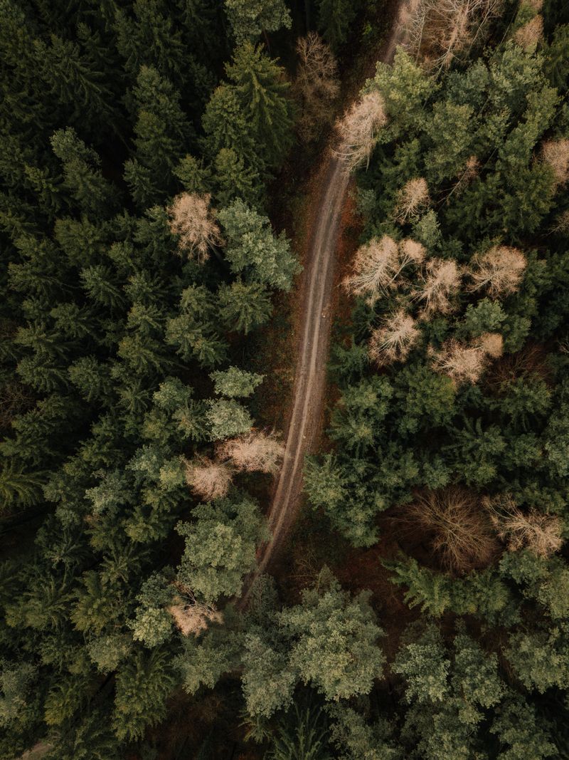 A winding road cuts through a lush coniferous forest, captured from above during autumn.