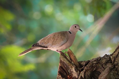Free Wild Eurasian Collared Dove resting on a tree branch in a serene forest setting. Stock Photo