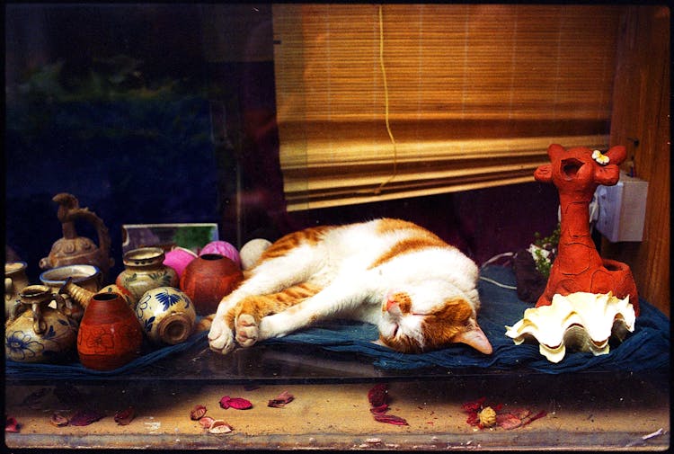 Cat Sleeping Among Handmade Clay Vases