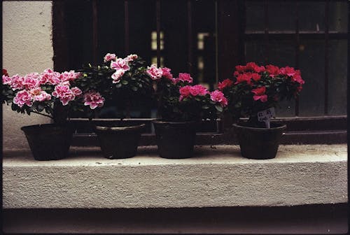 Potted Flowers on Windowsill