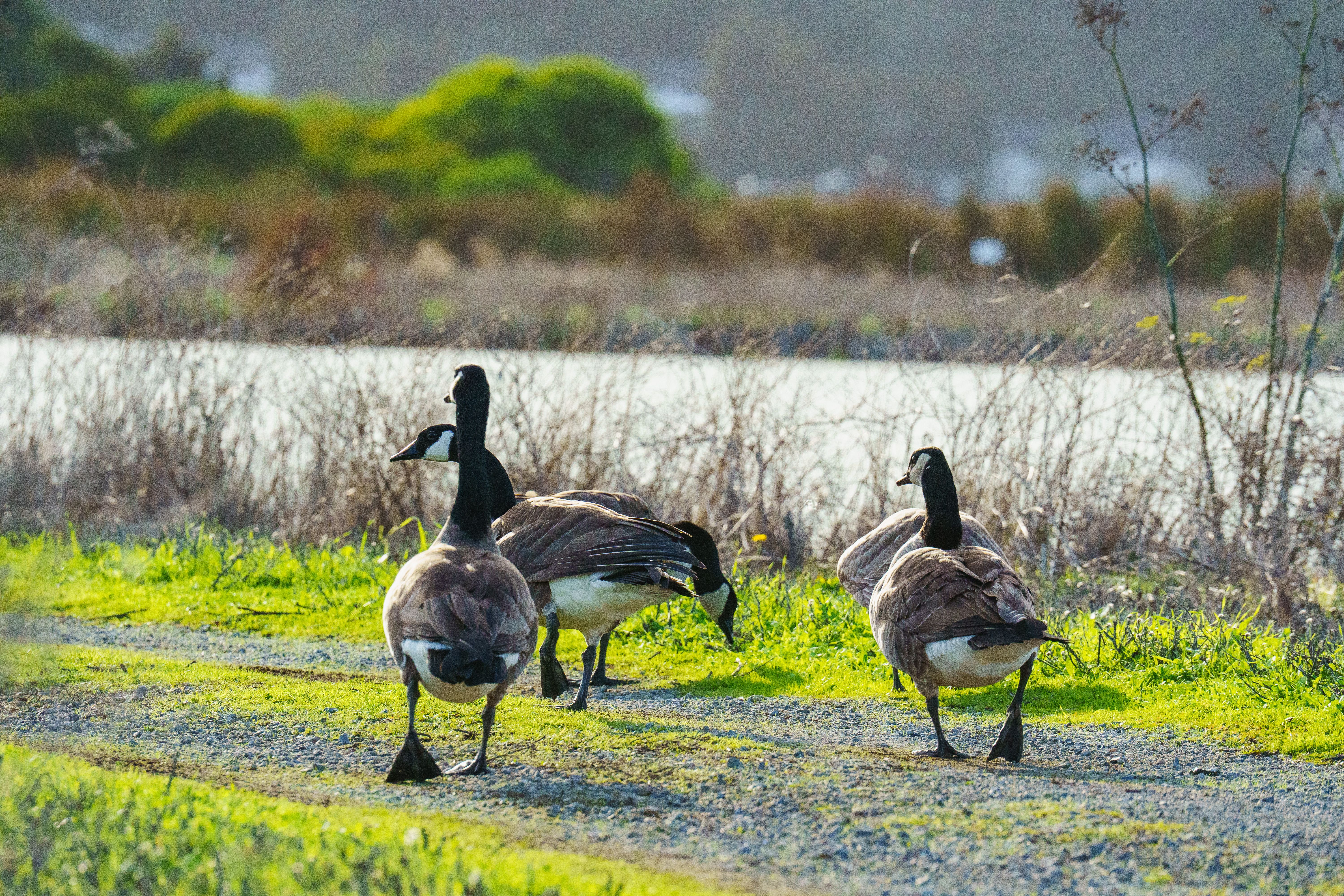 Canadian Geese Walking Near a Tranquil Lake · Free Stock Photo