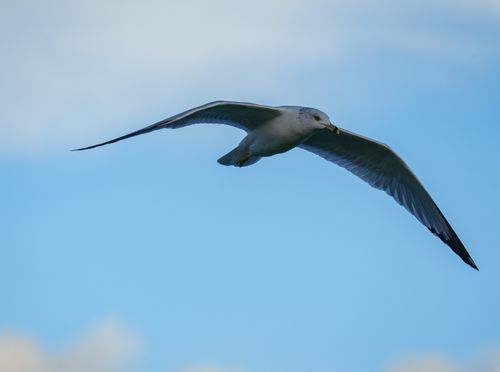 Free A seagull in flight captured against a clear blue sky, showcasing its expansive wingspan. Stock Photo