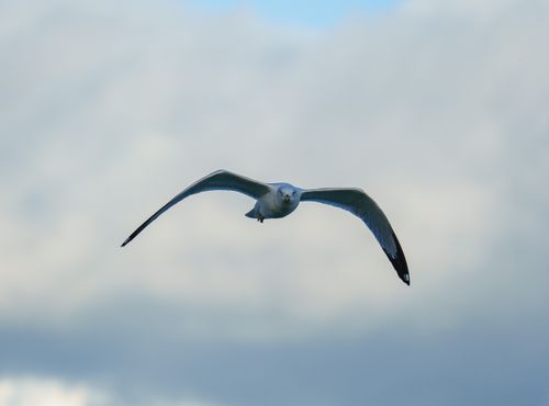 Free A seagull glides gracefully through a cloudy blue sky, showcasing freedom and elegance. Stock Photo