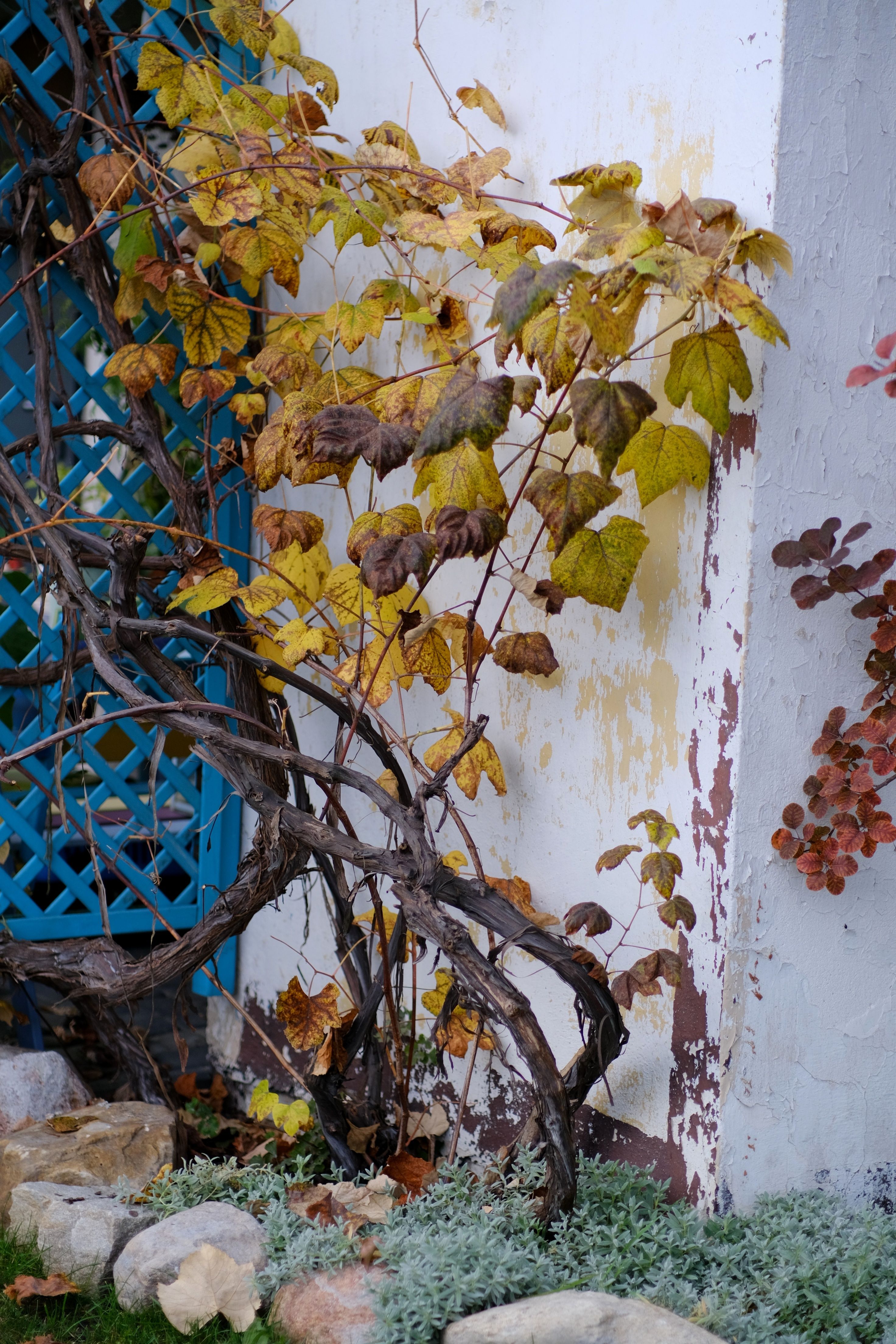Colorful autumn vines climbing a textured wall with a lattice accent, showcasing nature's beauty.