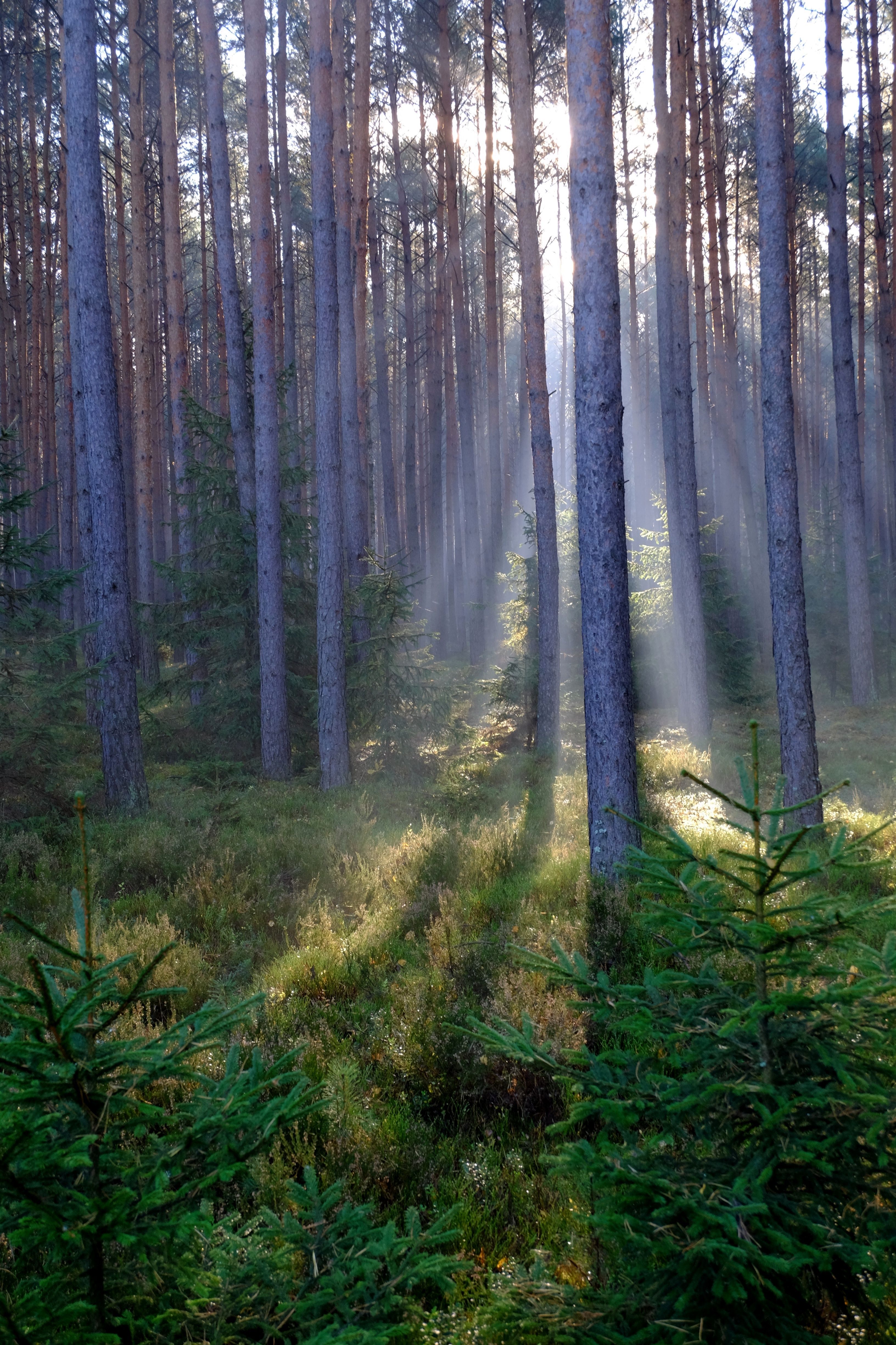Sunlight Filtering Through Pine Forest · Free Stock Photo