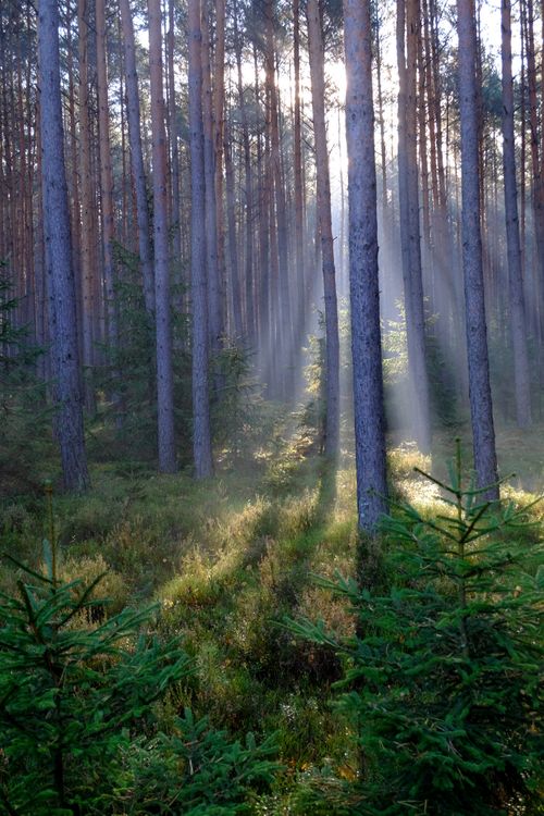 Sunlight Filtering Through Pine Forest · Free Stock Photo