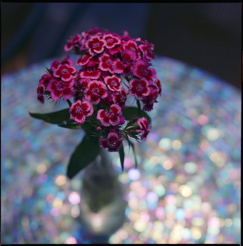 Foto stok gratis berbunga, bunga ungu, fokus selektif