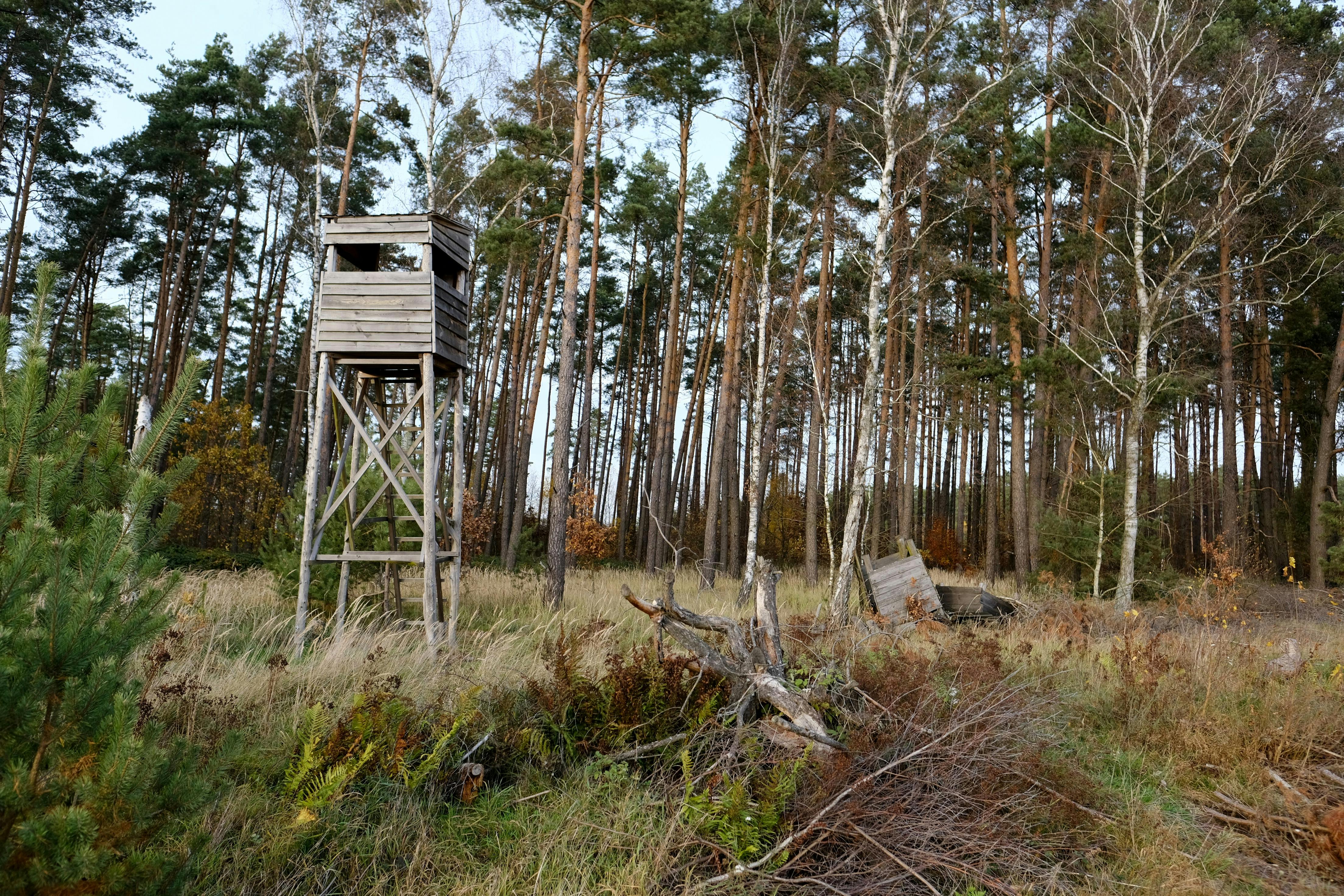 Wooden hunting stand in a serene autumn forest with tall trees and grassy undergrowth.