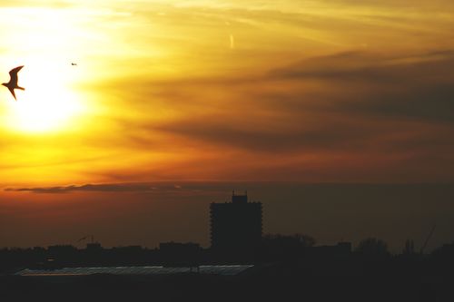 Free A beautiful city skyline silhouetted against a vibrant sunset sky, featuring birds in flight. Stock Photo
