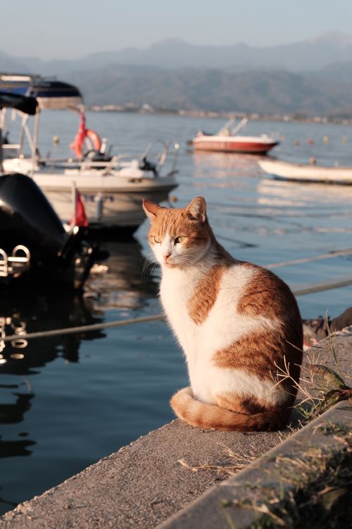Free A ginger cat sits on a harbor ledge overlooking boats and water under a clear blue sky. Stock Photo