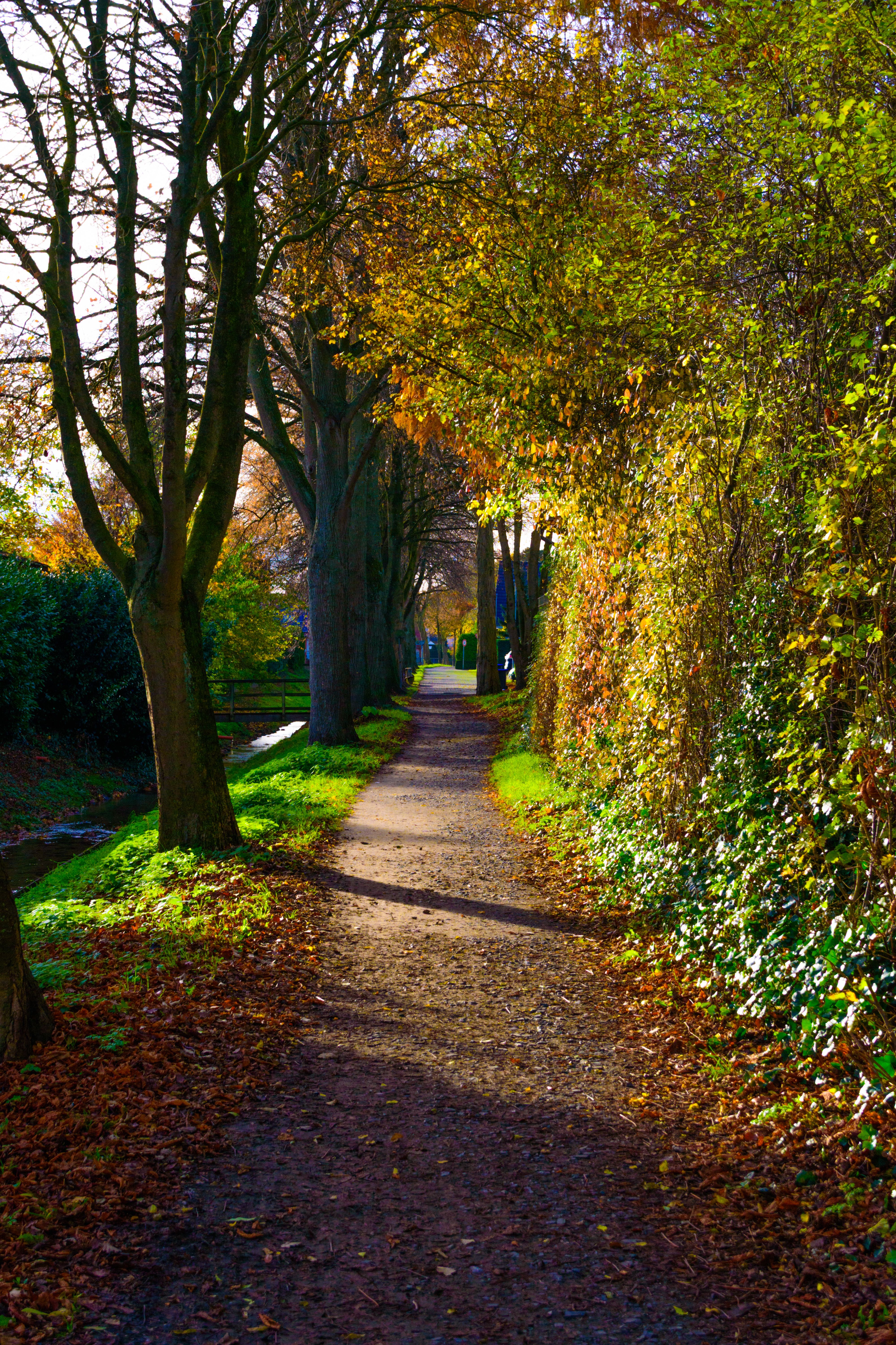 Serene Autumn Pathway in Lush Park Setting · Free Stock Photo