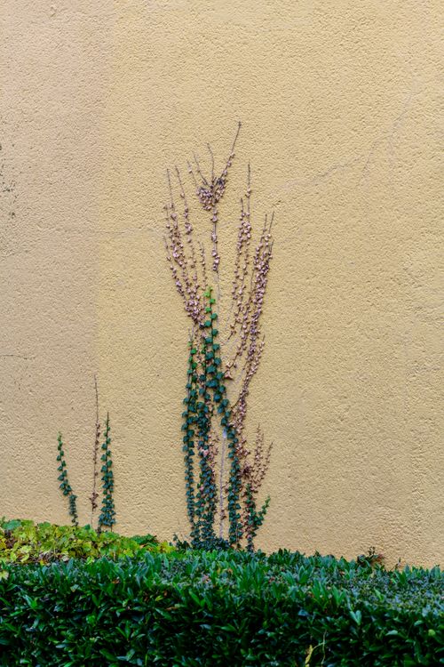 Free Climbing vines against a textured wall with vibrant green plants at the base. Stock Photo