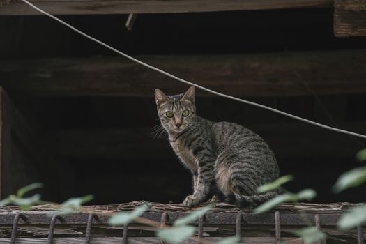 A curious tabby cat sits attentively on a rustic wooden fence outdoors, surrounded by greenery.