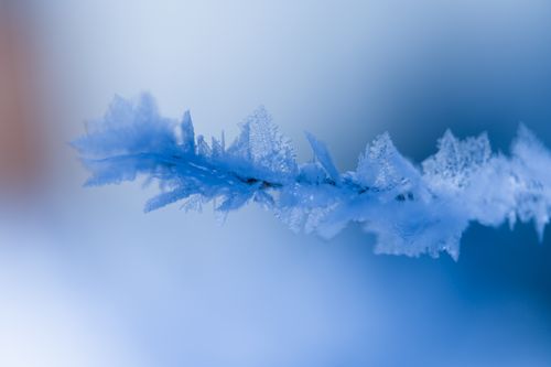 Free A detailed macro photo of delicate ice crystals forming on a branch during winter. Stock Photo