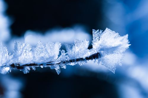 Free Detailed macro shot of frost crystals on a tree branch, showcasing winter beauty. Stock Photo